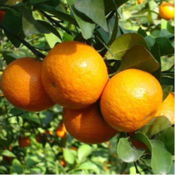 桃川特产蜜橘 蜜橘是哪里的特产呢