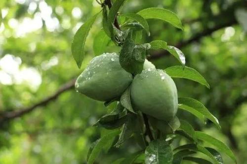 鹰嘴桃哪里特产最多 鹰嘴桃哪里产的好吃又便宜