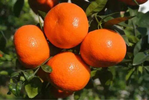 红橘是哪个地方的特产呢英语 橘子和橘色的英语有什么区别
