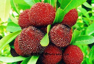 温州特产水果杨梅 温州杨梅产地是哪里的水果