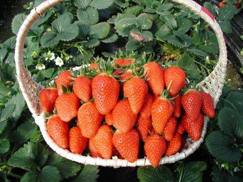 云南的特产草莓是什么品种 
