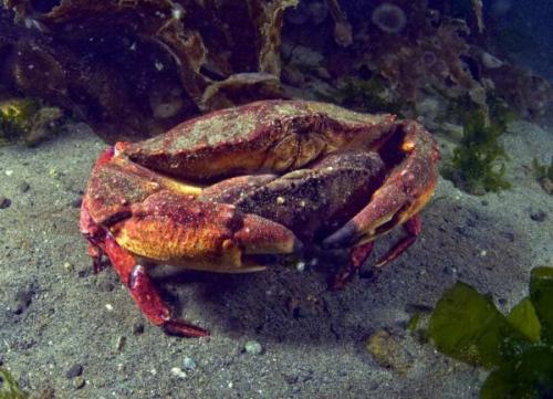 摩尔庄园龙虾为什么特产是螃蟹 摩尔庄园龙虾稀有度