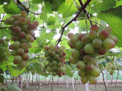 云南特产迷你葡萄 葡萄是云南什么地方的特产