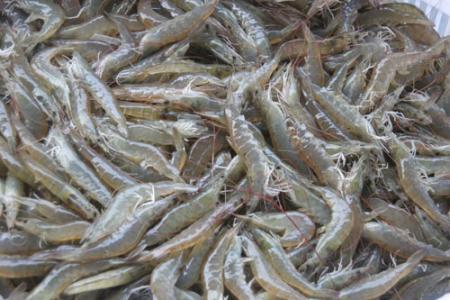 渤海湾特产对虾干 山东海鲜虾干最便宜