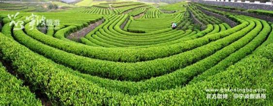 汉中有啥茶叶特产 陕西汉中最好的茶叶在哪