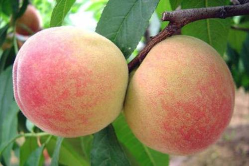 惠山区特产水蜜桃的供应商家 惠山区水蜜桃价格便宜