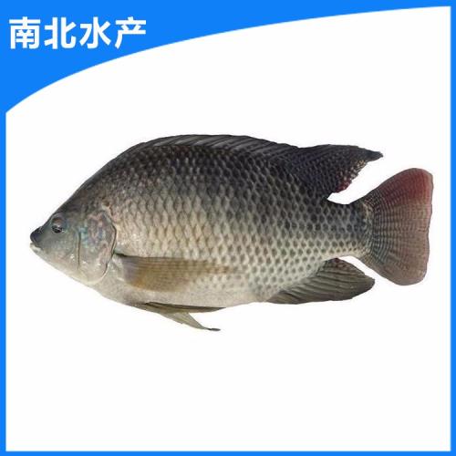 广州特产红鱼 广东正宗粤式红鱼