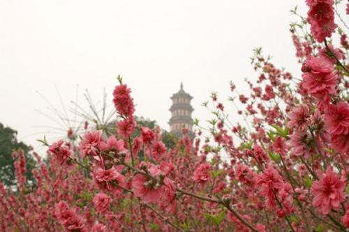 广州珠江特产有哪些图片 广州特产哪里最正宗