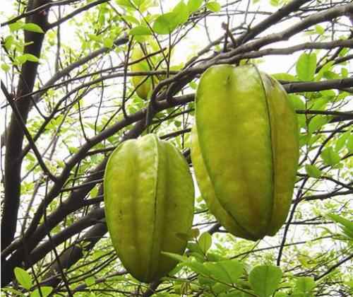 海南岛特产西沙果 海南特产水果有很多籽