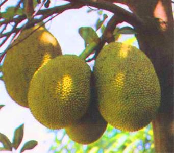 桂林的特产水果像菠萝 桂林当地水果有哪些