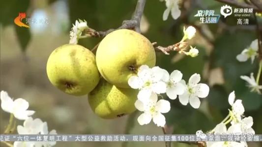 秦皇岛特产水果黄桃是什么 