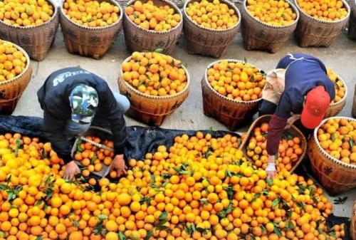 广东特产小柑橘有哪些 广东出名水果十大特产