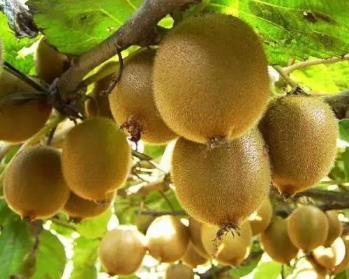 软枣猕猴桃是东北特产吗 软枣猕猴桃真的好吃吗