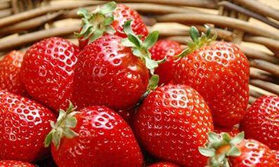 安徽特产红颜草莓 安徽红颜草莓怎么样