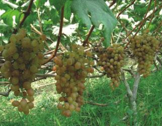 东北特产葡萄种类 东北葡萄叫什么