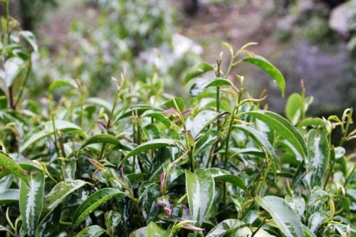 安溪土特产茶 全国最大茶叶交易市场