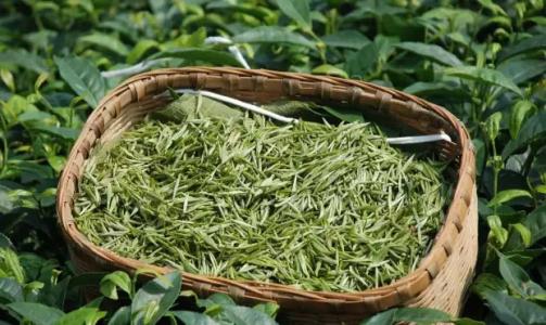 子洲县特产茶叶 子洲家乡特产有什么好吃的