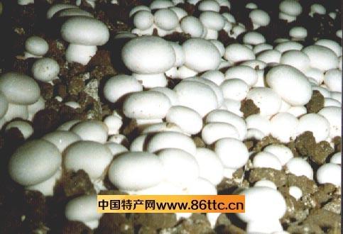贵州特产干蘑菇 贵州野干蘑菇