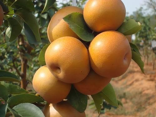 蜜橘子特产 哪里产的蜜橘最好吃