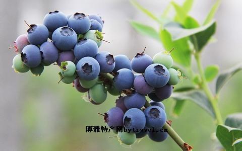 蓝莓的特产有哪几种 蓝莓最好的特产