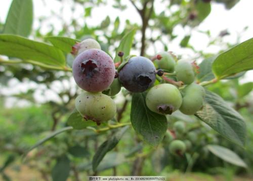蓝莓李果是哪里特产 蓝莓李果有药用价值吗