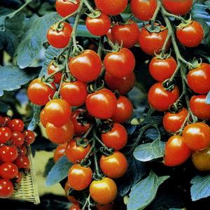 天津东丽区西红柿特产 天津哪里可以买到正宗西红柿