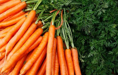 山东特产水果萝卜有哪些品种 