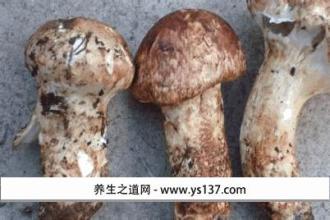 云南特产的菌菇 云南必买的菌菇