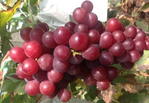 宾川主要特产是哪些水果 宾川水果之乡十大名果