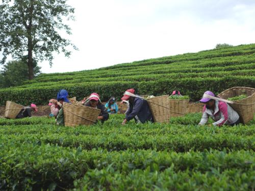 海南特产兰贵人茶叶多少钱 海南最好绿茶一斤多少钱