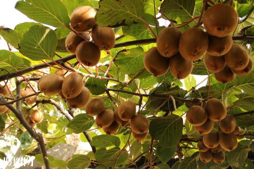 陕西省特产野生猕猴桃是哪个地方 陕西哪里猕猴桃最好