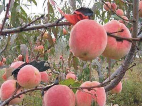 冬桃的特产有哪些 野生冬桃有哪几种