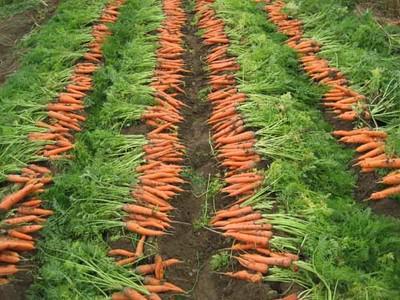 为什么红萝卜是城市特产 四川本地红萝卜和胡萝卜的区别
