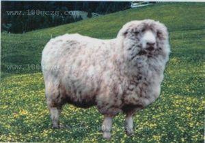 细毛羊是哪国的特产 中国最好的细毛羊介绍