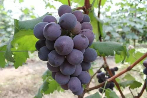 山西的特产葡萄有哪些 山西特产葡萄有哪些特点