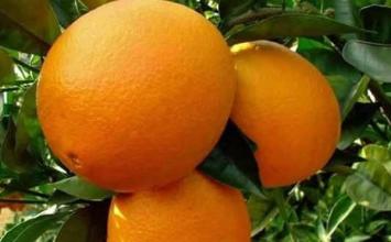 我家乡的特产是脐橙用英语说 介绍家乡的脐橙英语小短文