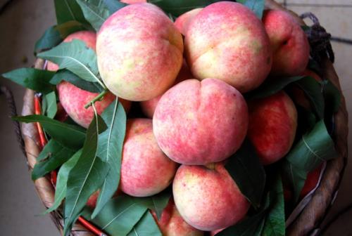 摩尔庄园特产是水蜜桃怎么获得 摩尔庄园特产水果怎么获取