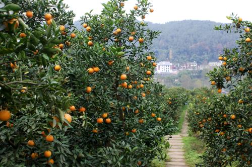 柑橘特产大全 中国哪里的柑橘最出名