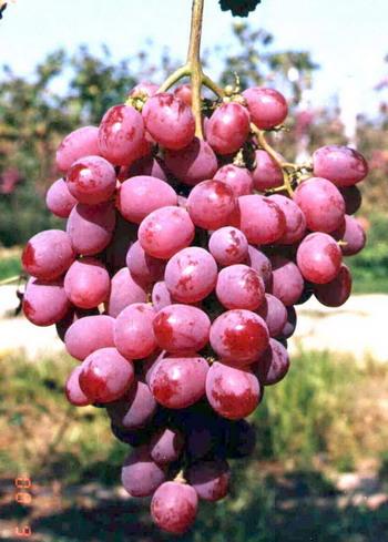 什么是土特产葡萄 葡萄特产大全