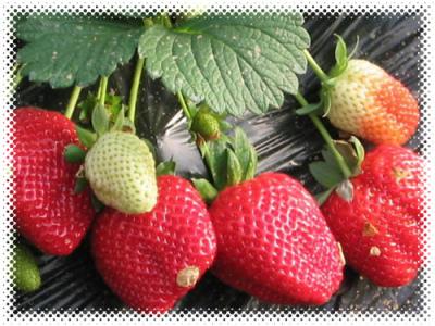 西藏特产水果草莓照片 西藏特产水果大全
