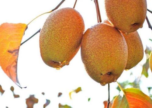 黄皮果广西特产有哪些 广西特产水果叫黄皮果