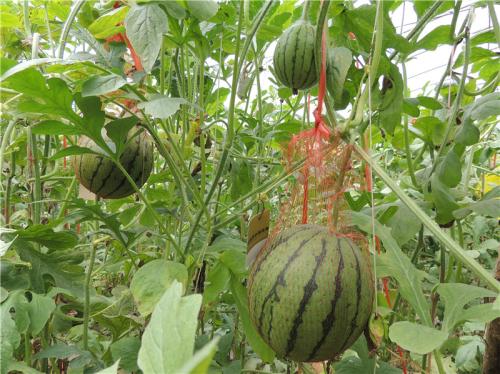 海南西瓜特产 海南哪里有种西瓜的瓜农