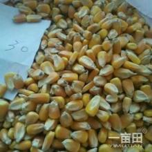 广西壮族自治区特产袋装糯玉米粒 广西忻城珍珠白糯玉米粒