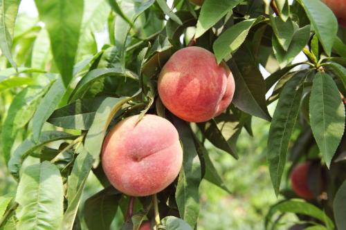 九峰特产桃子图片 怎么购买渝乡桃子的特产
