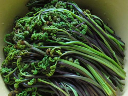 家乡特产蕨菜 蕨菜哪个城市的特产好吃