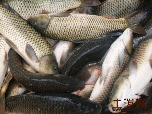 辽宁特产锦鲤鱼是什么品种 