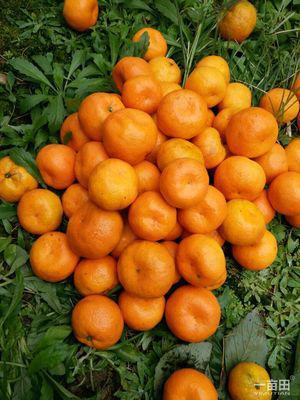 涌泉蜜橘特产品种大全 涌泉蜜橘大概多少钱一斤