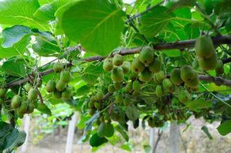 丹东特产猕猴桃叫什么 丹东特产奇异莓软枣猕猴桃