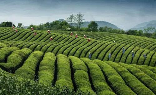 茶叶的特产和产地 有名的茶叶产地是哪里的