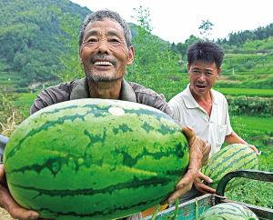 中国哪个省的特产是西瓜 中国哪个省最喜欢吃西瓜